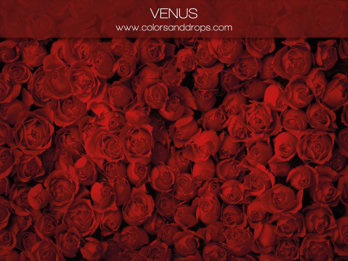 Valentine's Day photo backdrop Venus – red roses wall | Colors&Drops