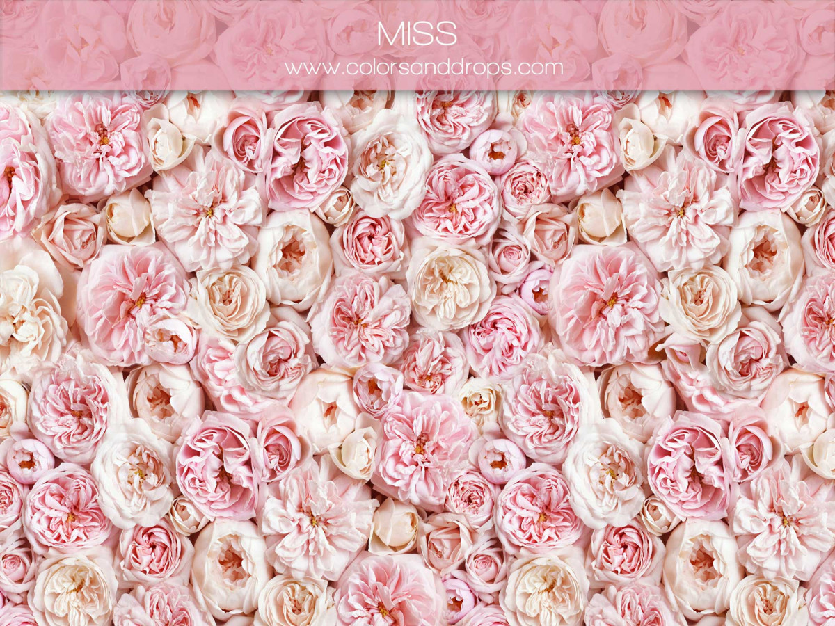 Fondo fotográfico de embarazo y retrato Miss – pared de rosas rosas | Colors&Drops