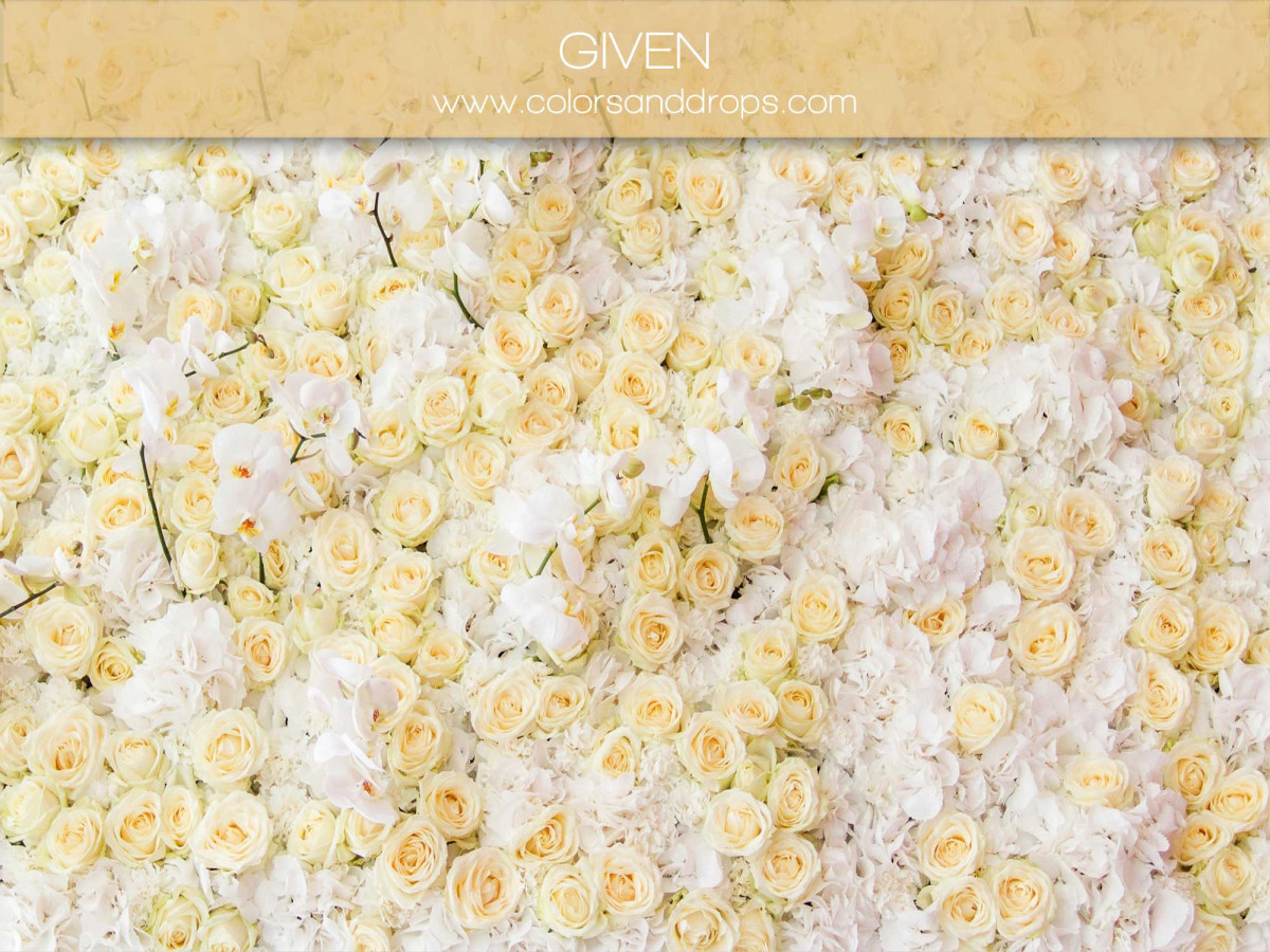 Fondo fotográfico de embarazo y retrato Given – pared de rosas amarillo pálido y blancas | Colors&Drops