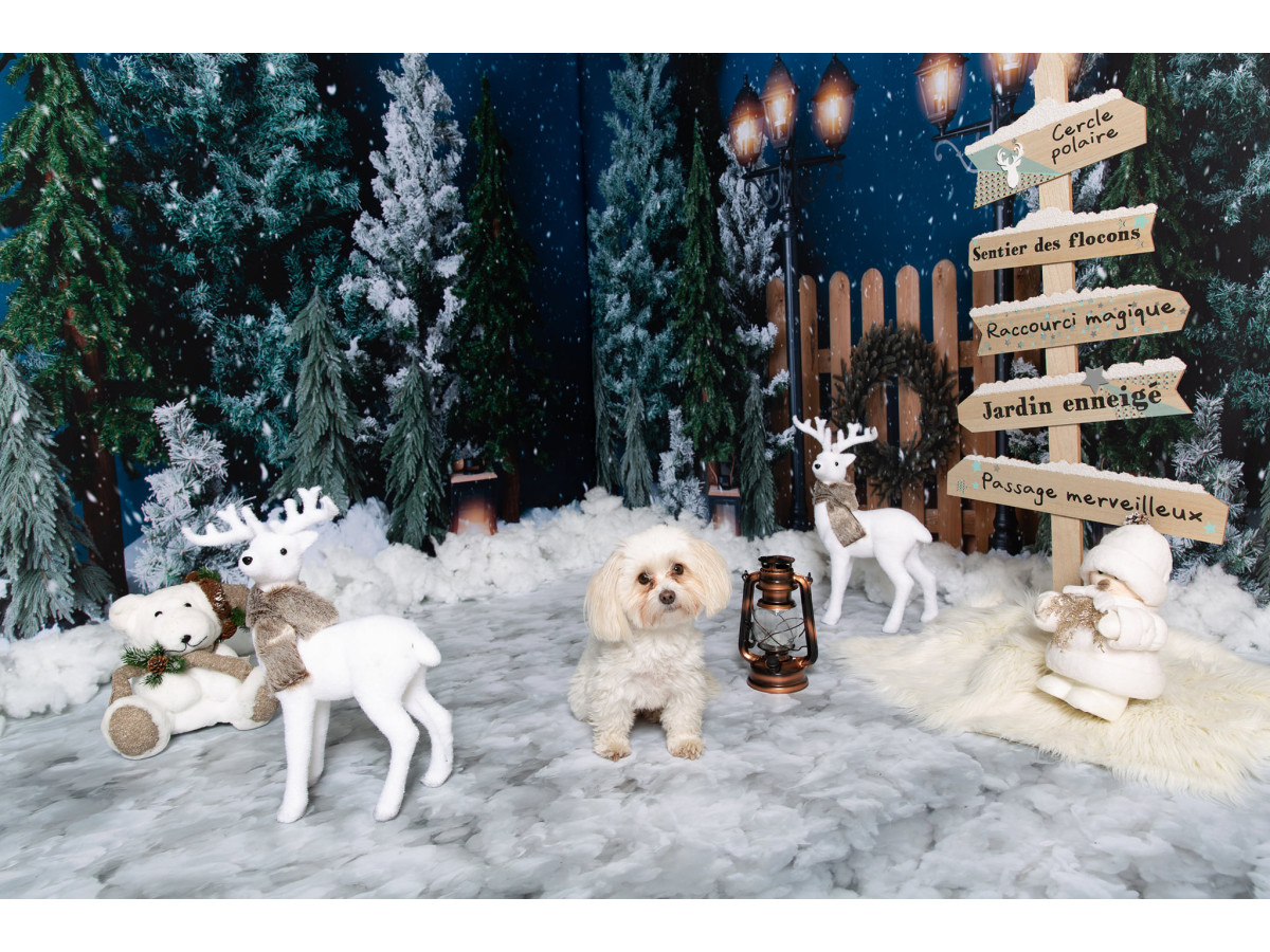 Fondo fotográfico de esquina de Navidad The Village – abetos nevados de noche con farolas y portón de madera | Colors&Drops