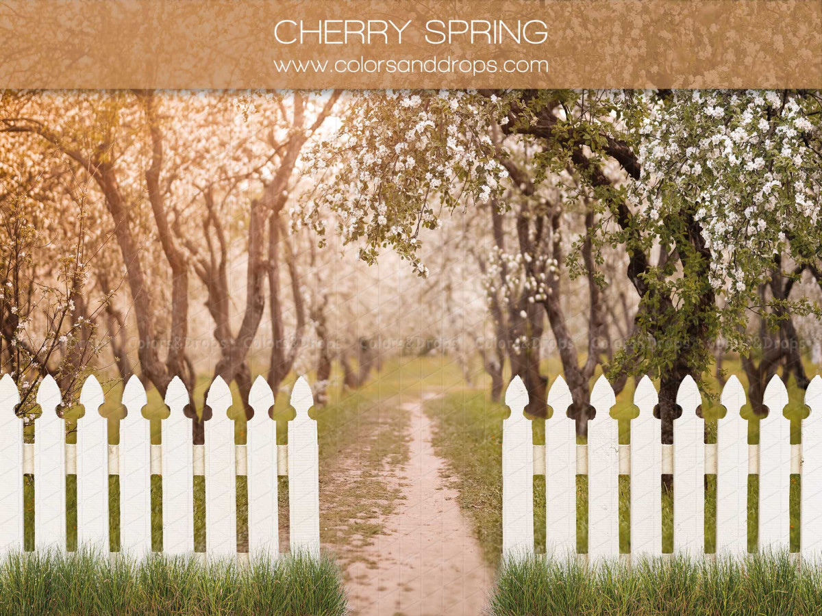 Photo backdrop Cherry Spring – path of blossoming cherry trees with white fence | Colors&Drops