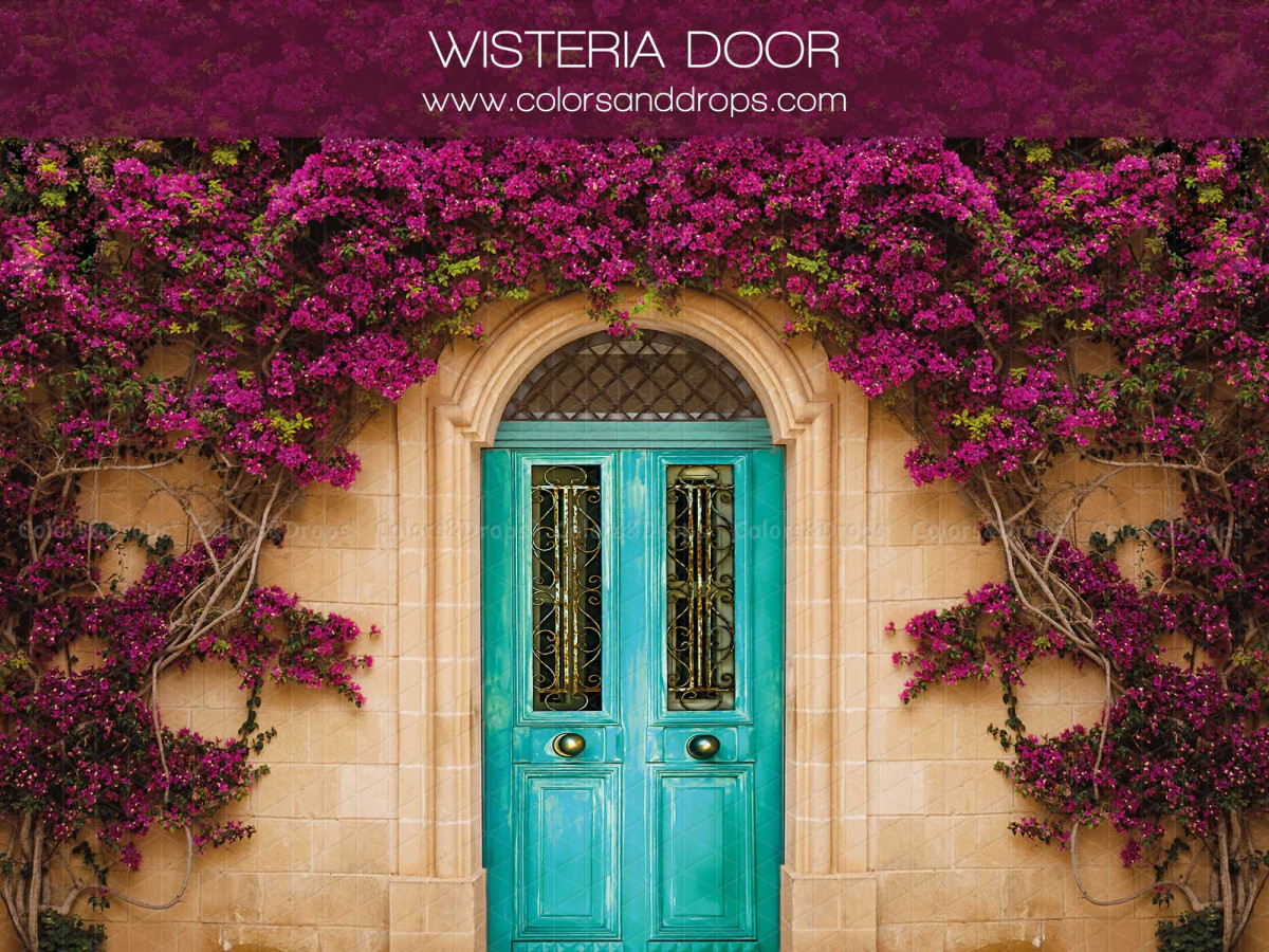 Spring photo backdrop Wisteria Door – turquoise door framed with bougainvillea | Colors&Drops
