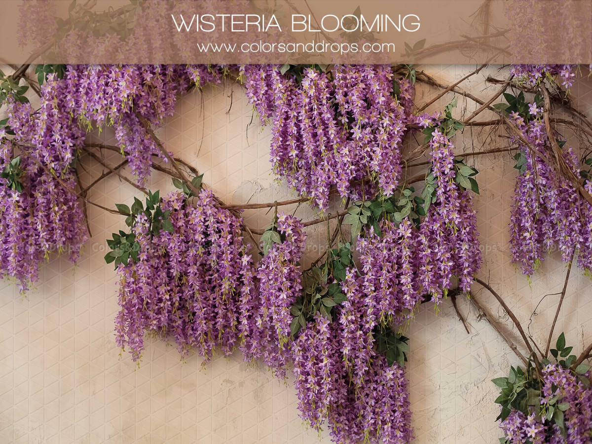 Fondo fotográfico de primavera Wisteria Blooming – glicinia violeta sobre pared crema | Colors&Drops