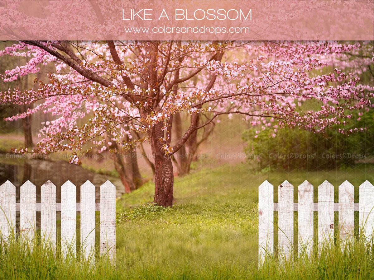 Fondo fotográfico de primavera Like a Blossom – árboles en flor rosa en un prado con valla blanca | Colors&Drops