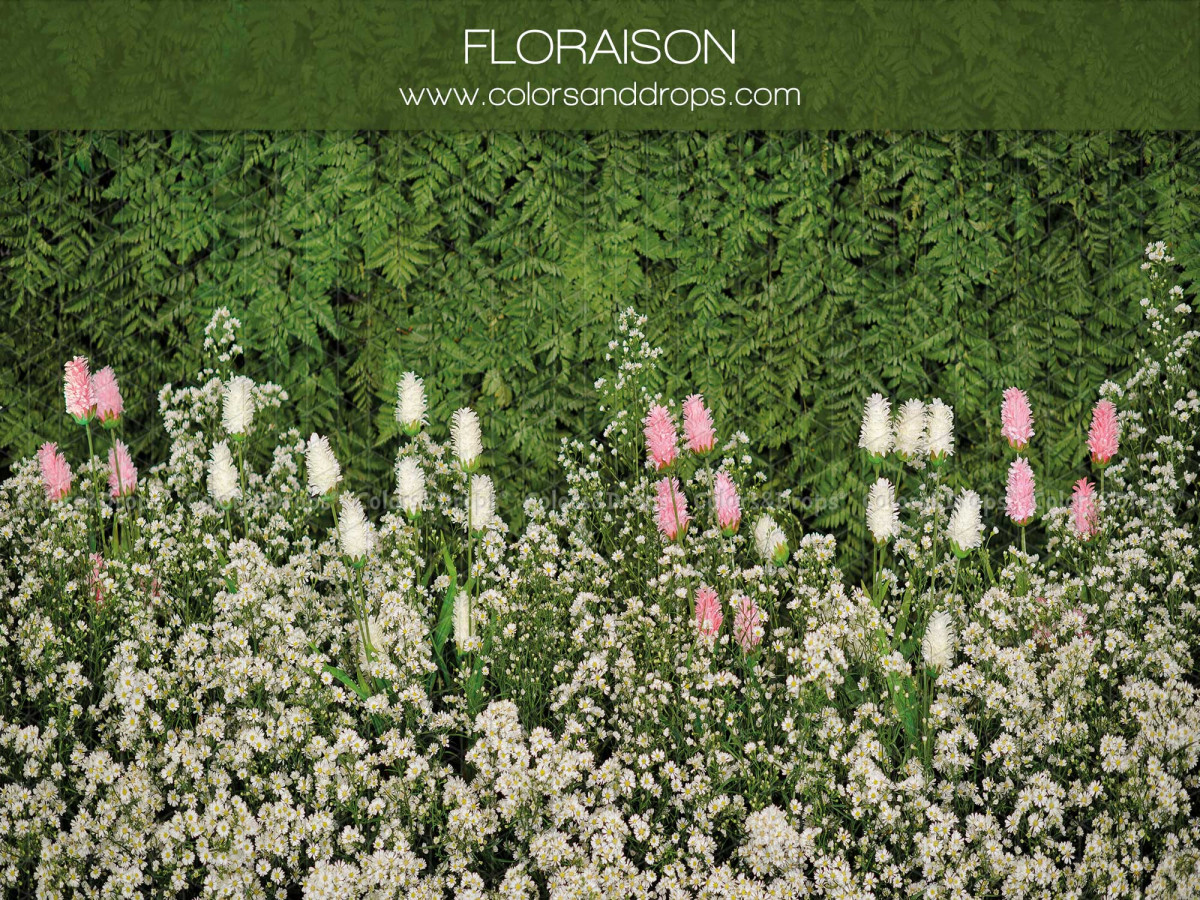 Fondo fotográfico de primavera Floraison – macizo de flores blancas y rosas ante un seto | Colors&Drops