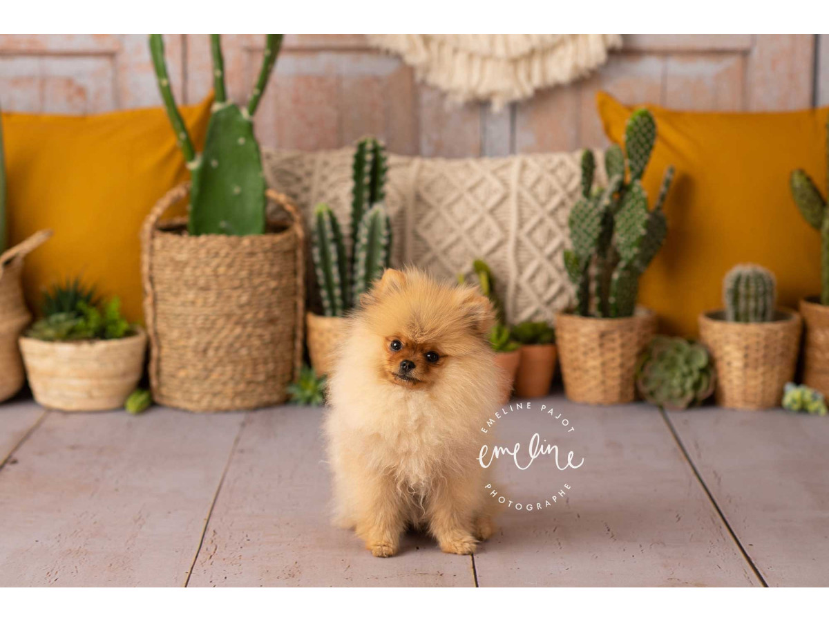 Fond photo bébé et smash cake Boho Cactus – mur en bois avec macramé, cactus et coussins | Colors&Drops