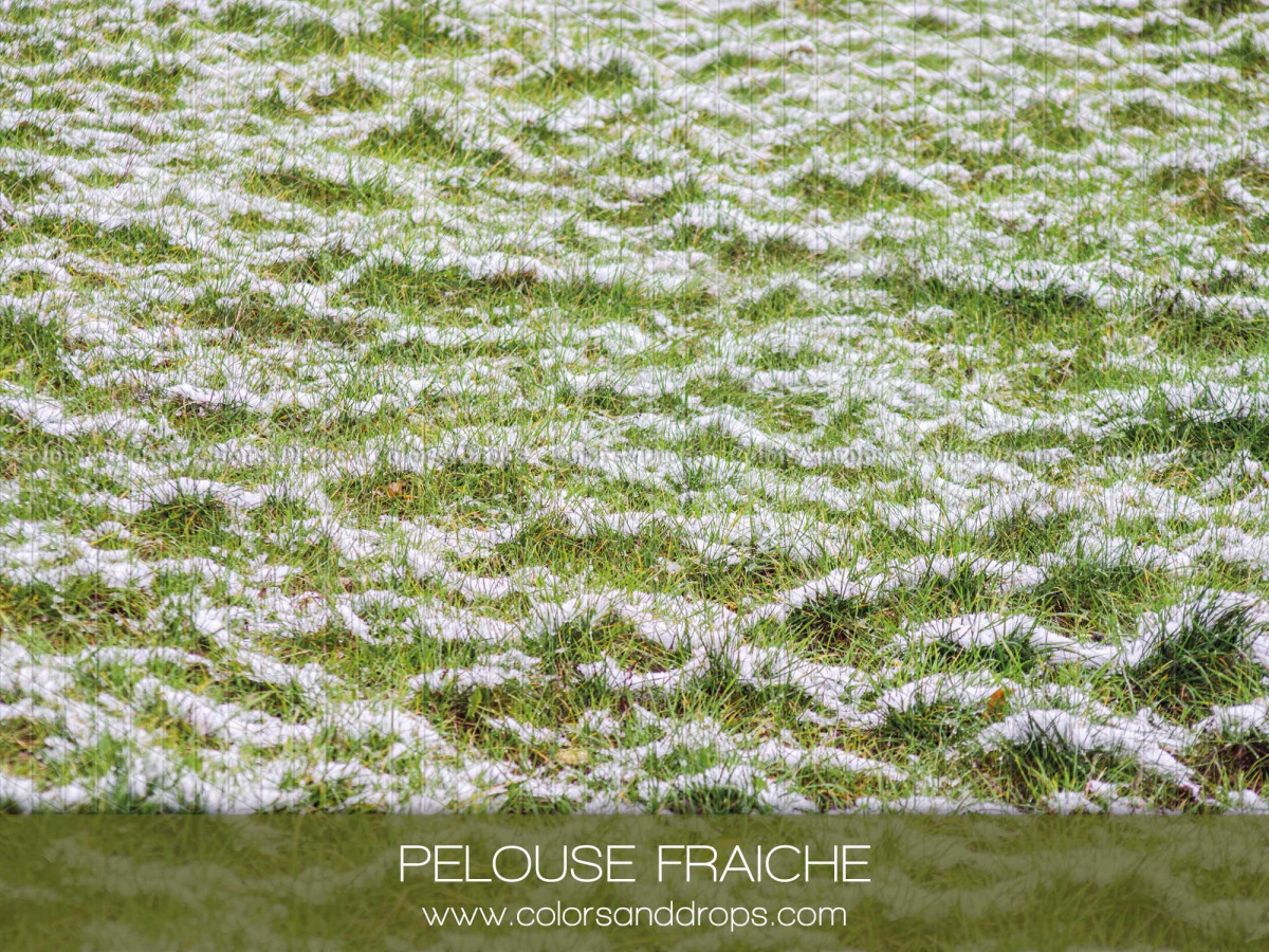 Fond et sol photo de Noël Pelouse Fraiche – sol pelouse herbe givrée | Colors&Drops