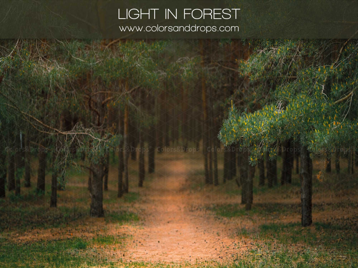 Fond photo de Noël Light in Forest – chemin forestier entre les pins | Colors&Drops