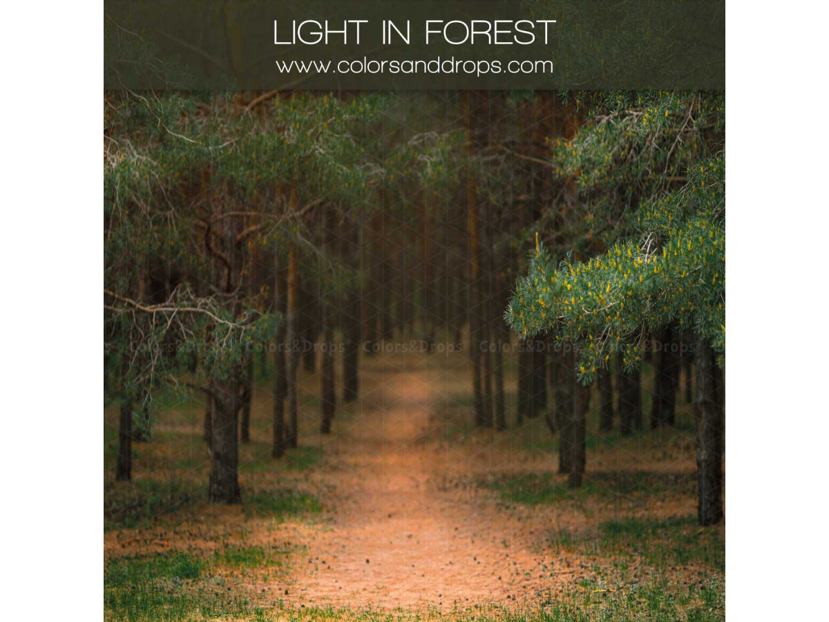 Fond photo de Noël Light in Forest – chemin forestier entre les pins | Colors&Drops