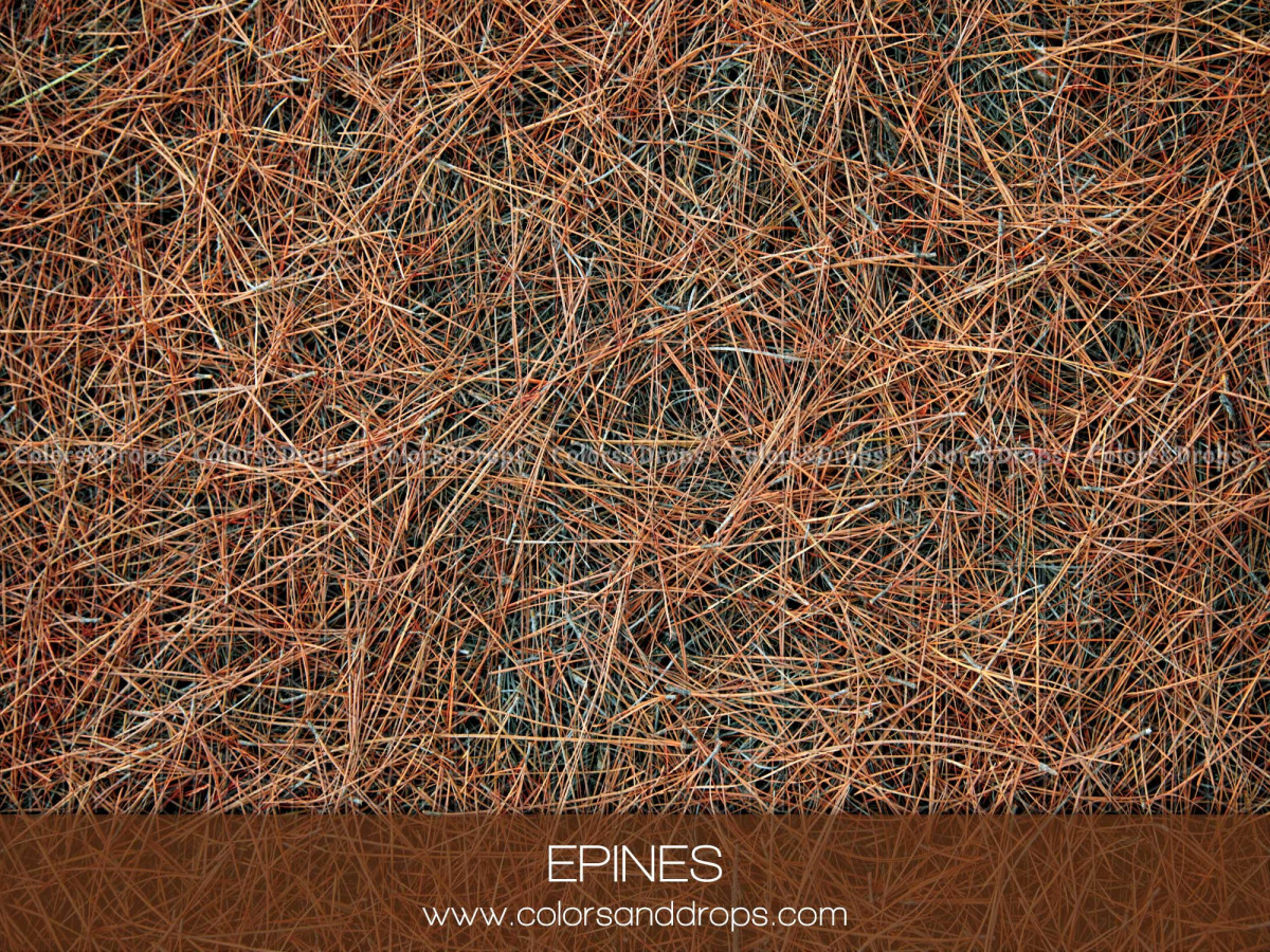 Fond et sol photo d'hiver Epines – sol tapis d'aiguilles de pin | Colors&Drops