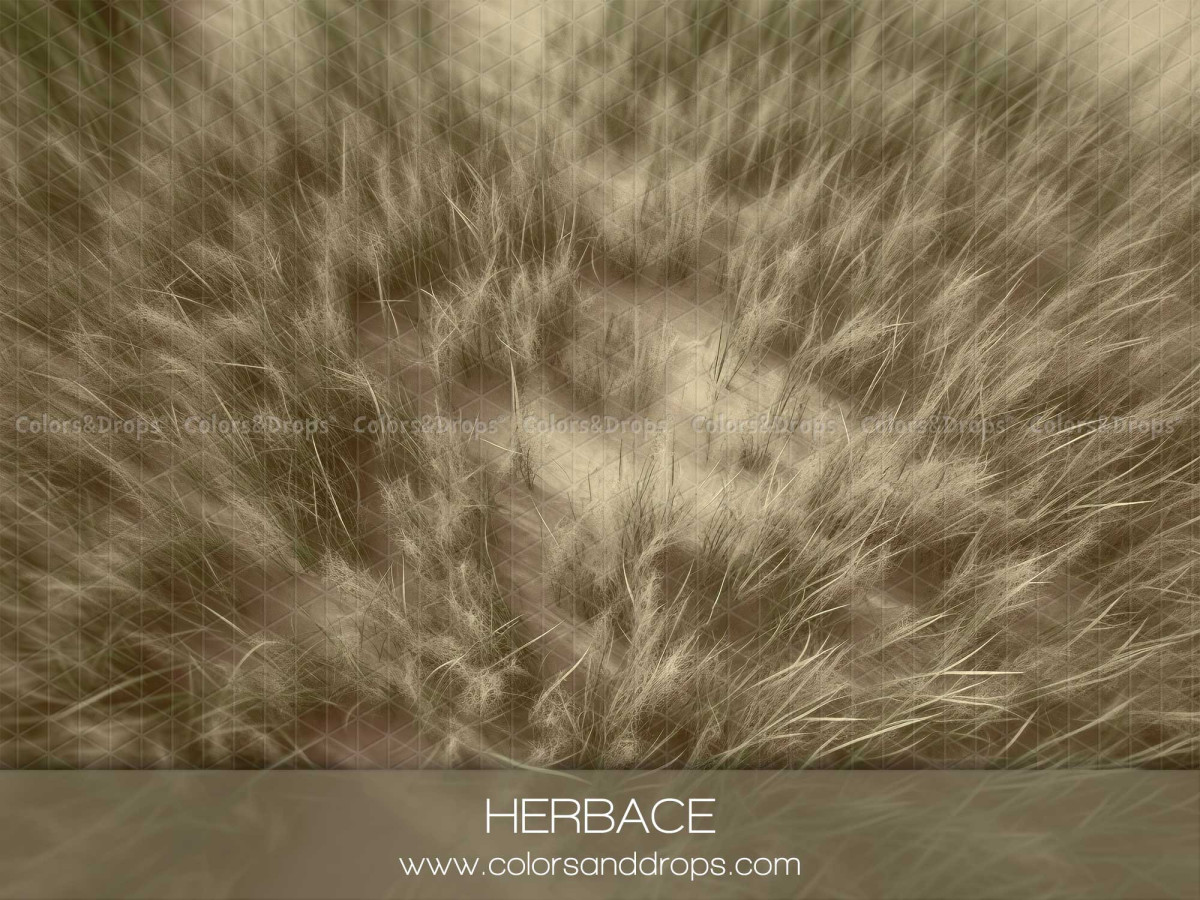 Fond et sol photo de printemps Herbace – texture d'herbes sèches beiges ondulantes | Colors&Drops