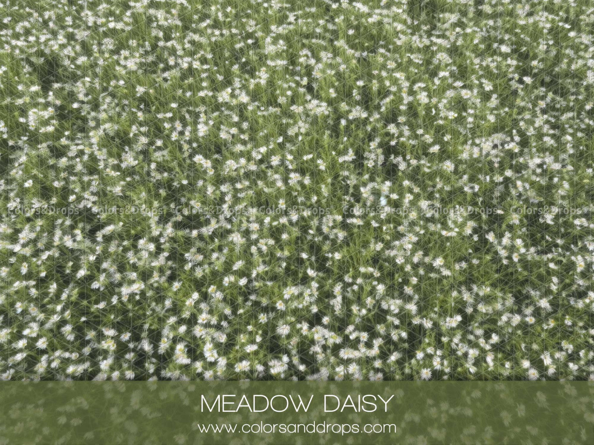 Spring photo backdrop & floor Meadow Daisy – meadow of white daisies seen from above | Colors&Drops