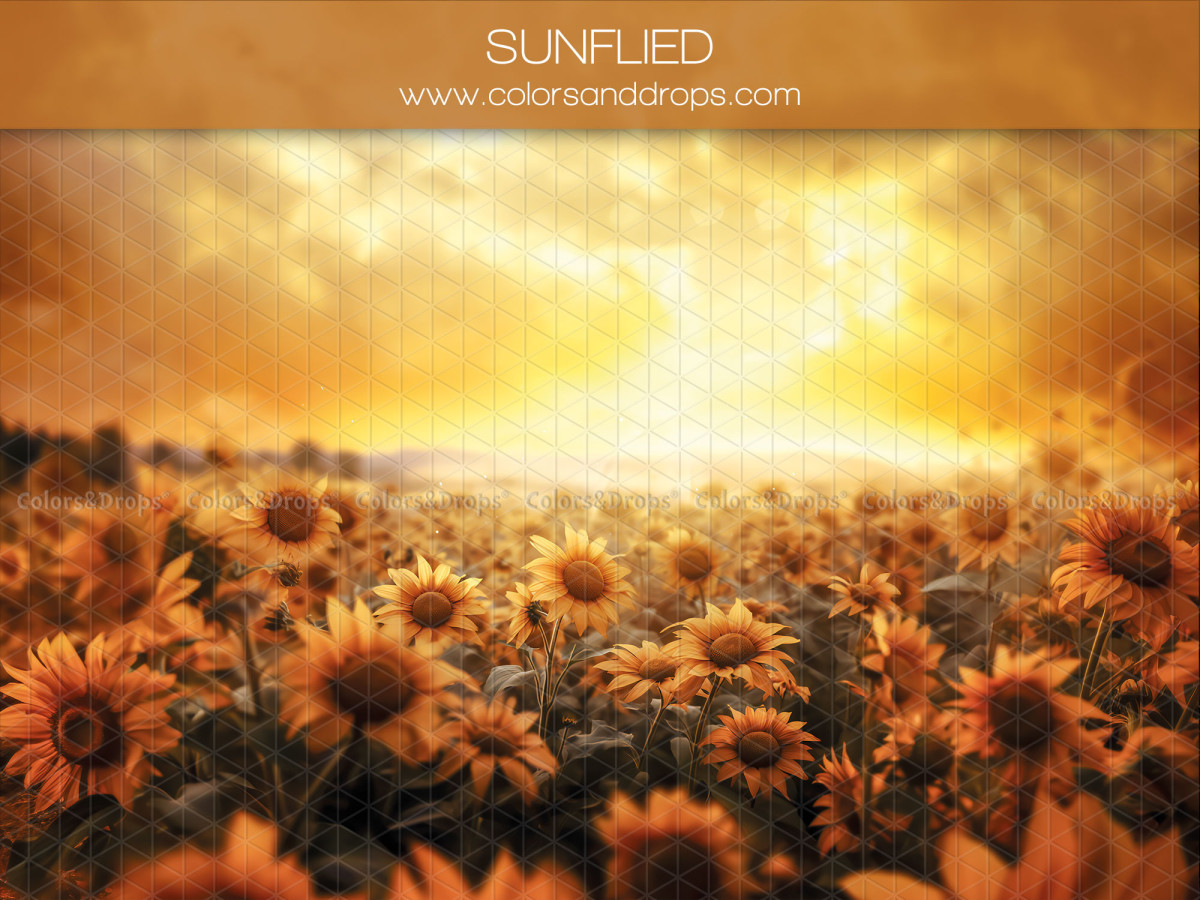 Summer photo backdrop Sunfield – sunflower field at sunset | Colors&Drops
