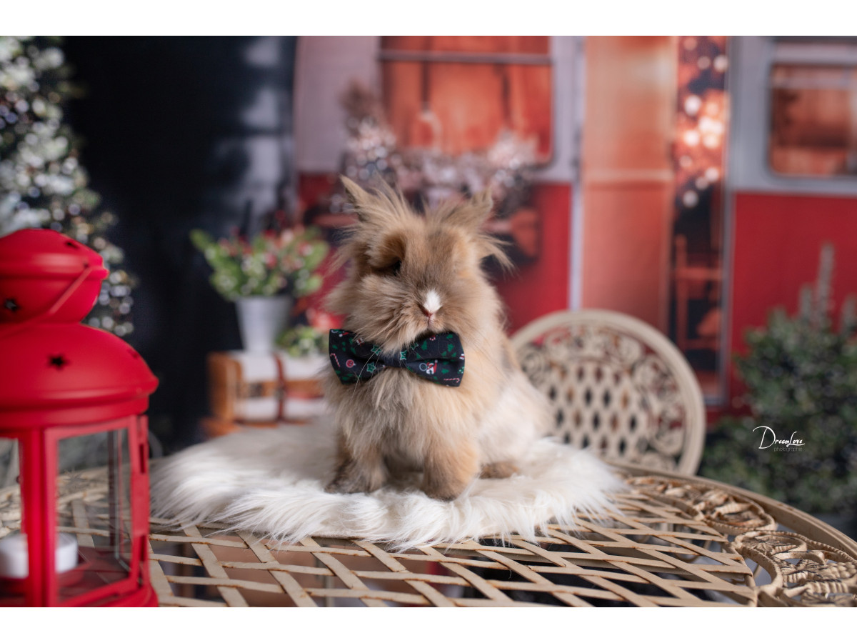 Christmas corner photo backdrop Caravany + Cailloux des Neiges – Christmas caravan room set with stone floor | Colors&Drops