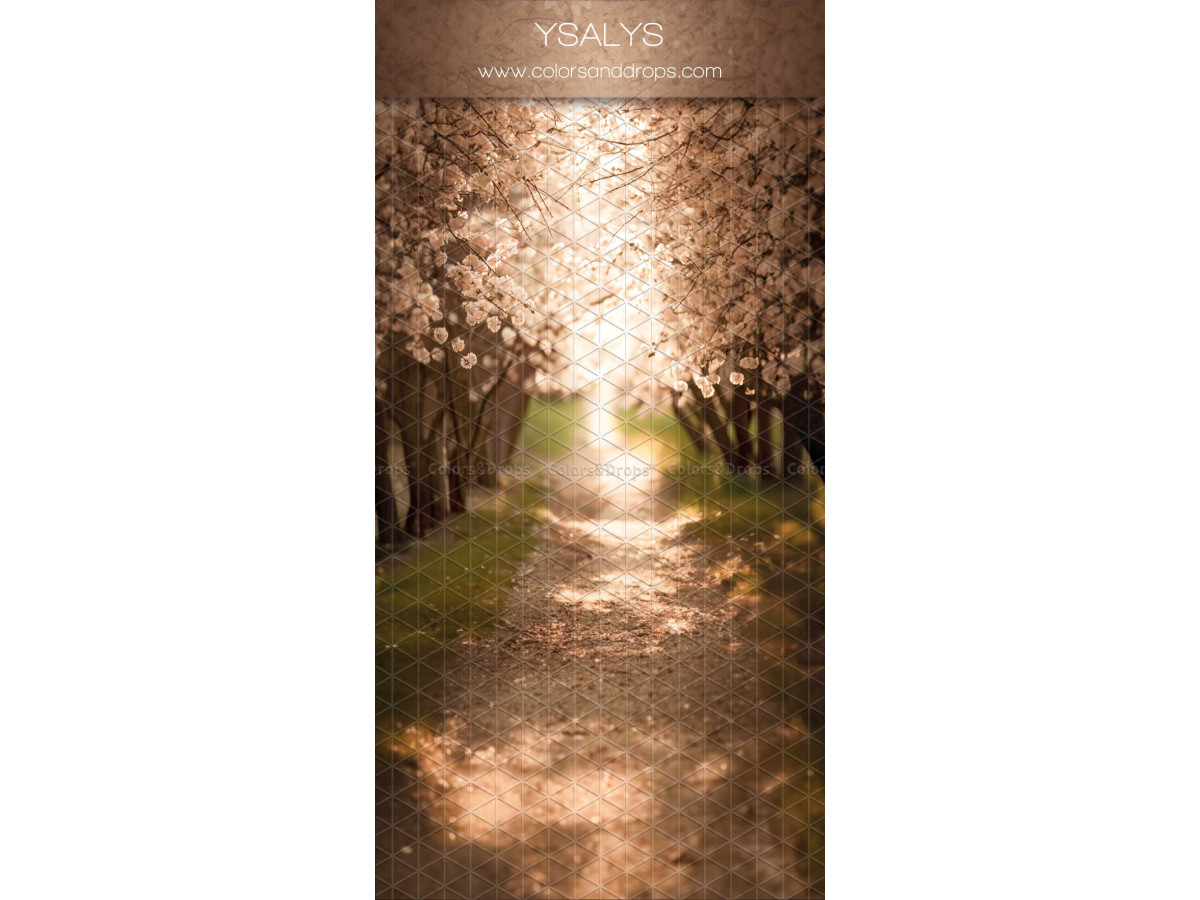 Infinity photo backdrop with floor Ysalys – path under white blossoming trees | Colors&Drops