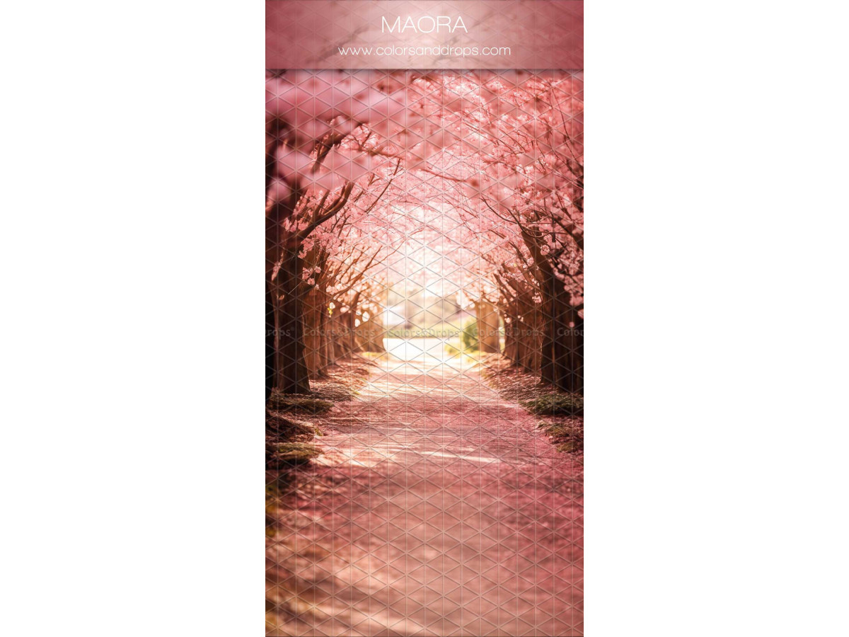 Infinity photo backdrop with floor Maora – path under pink cherry blossom trees | Colors&Drops