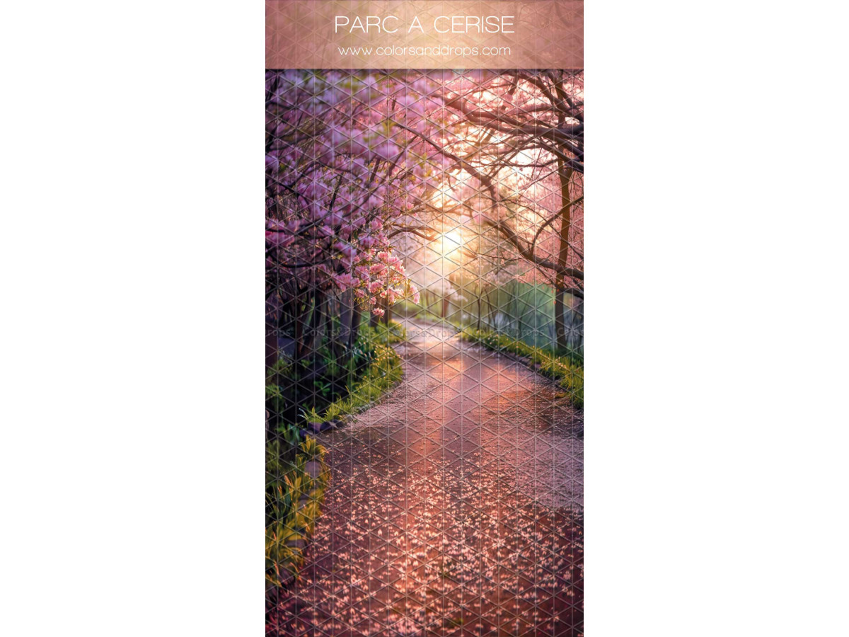 Infinity photo backdrop with floor Parc a Cerise – petal-covered path under pink trees | Colors&Drops