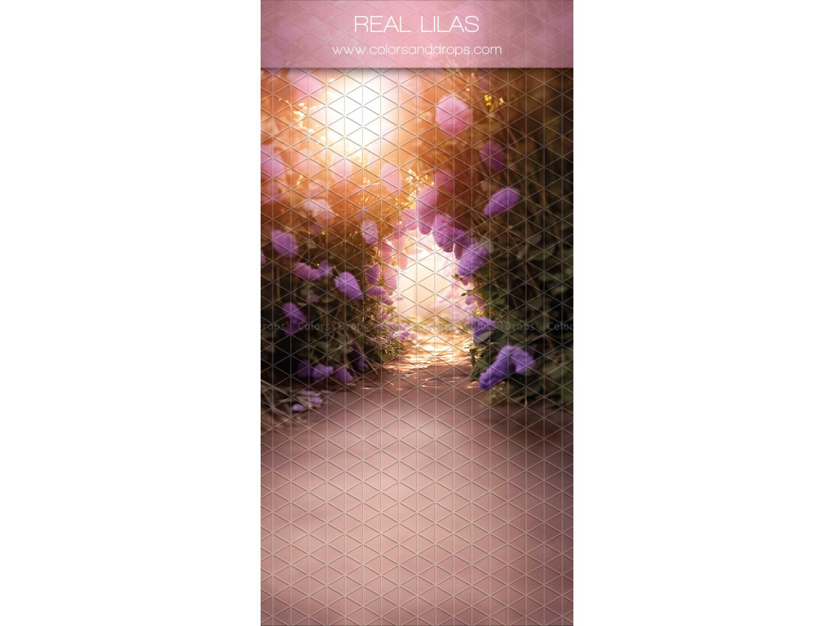 Fond photo infini avec sol Real Lilas – allée bordée de lilas mauves en contre-jour | Colors&Drops