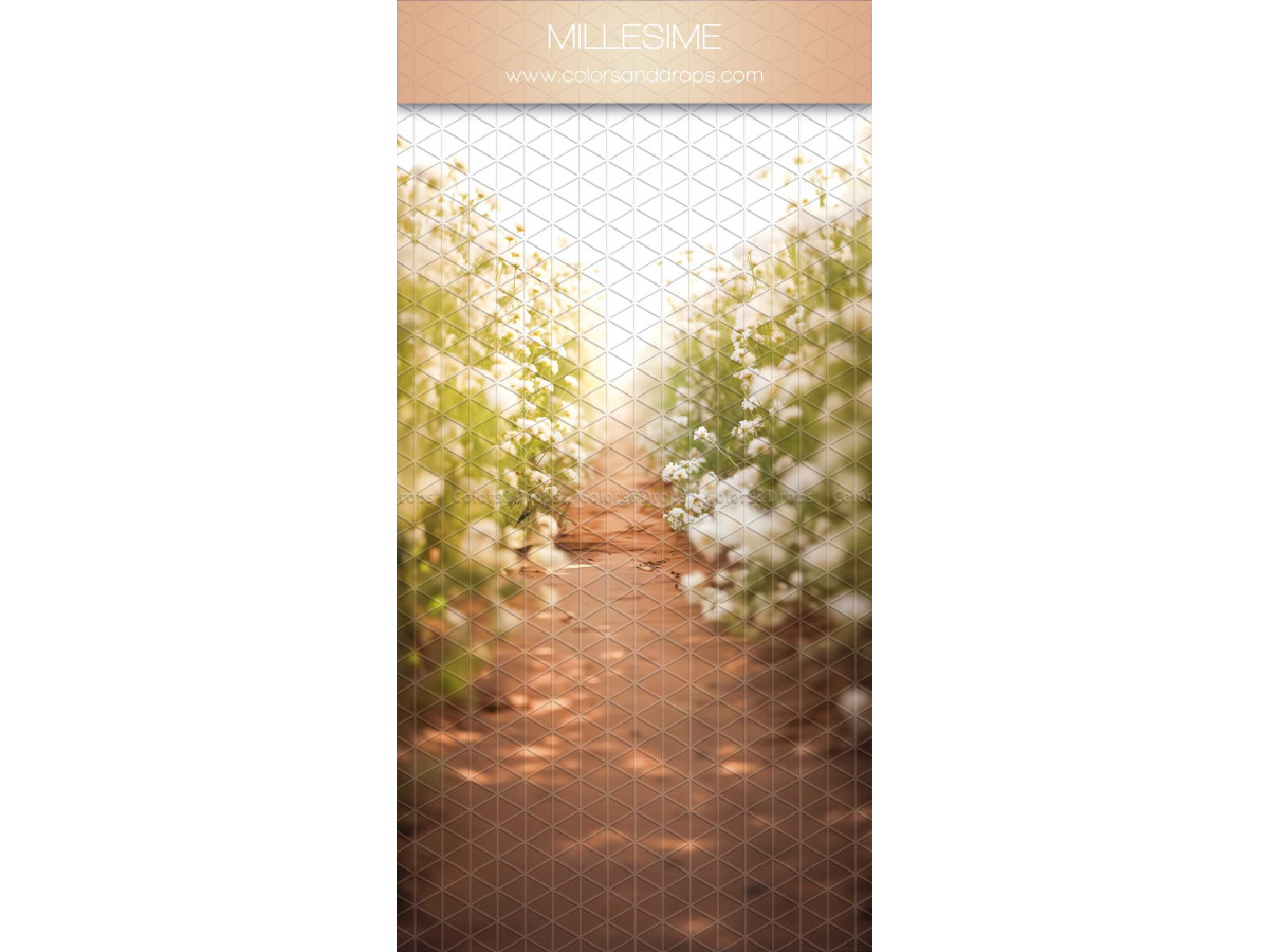 Fond photo infini avec sol Milessime – chemin bordé de fleurs blanches et jaunes lumineux | Colors&Drops