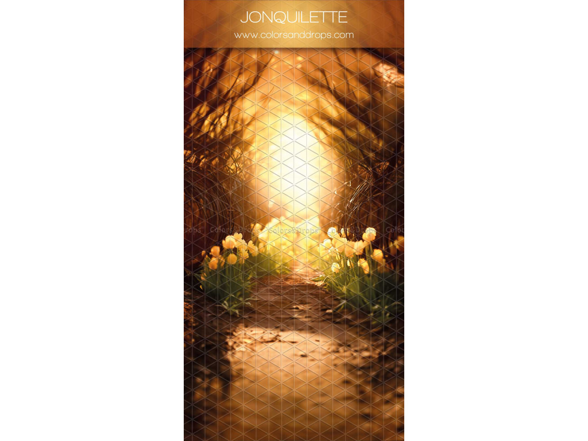 Infinity photo backdrop with floor Jonquillette – woodland path with daffodils in the sun | Colors&Drops