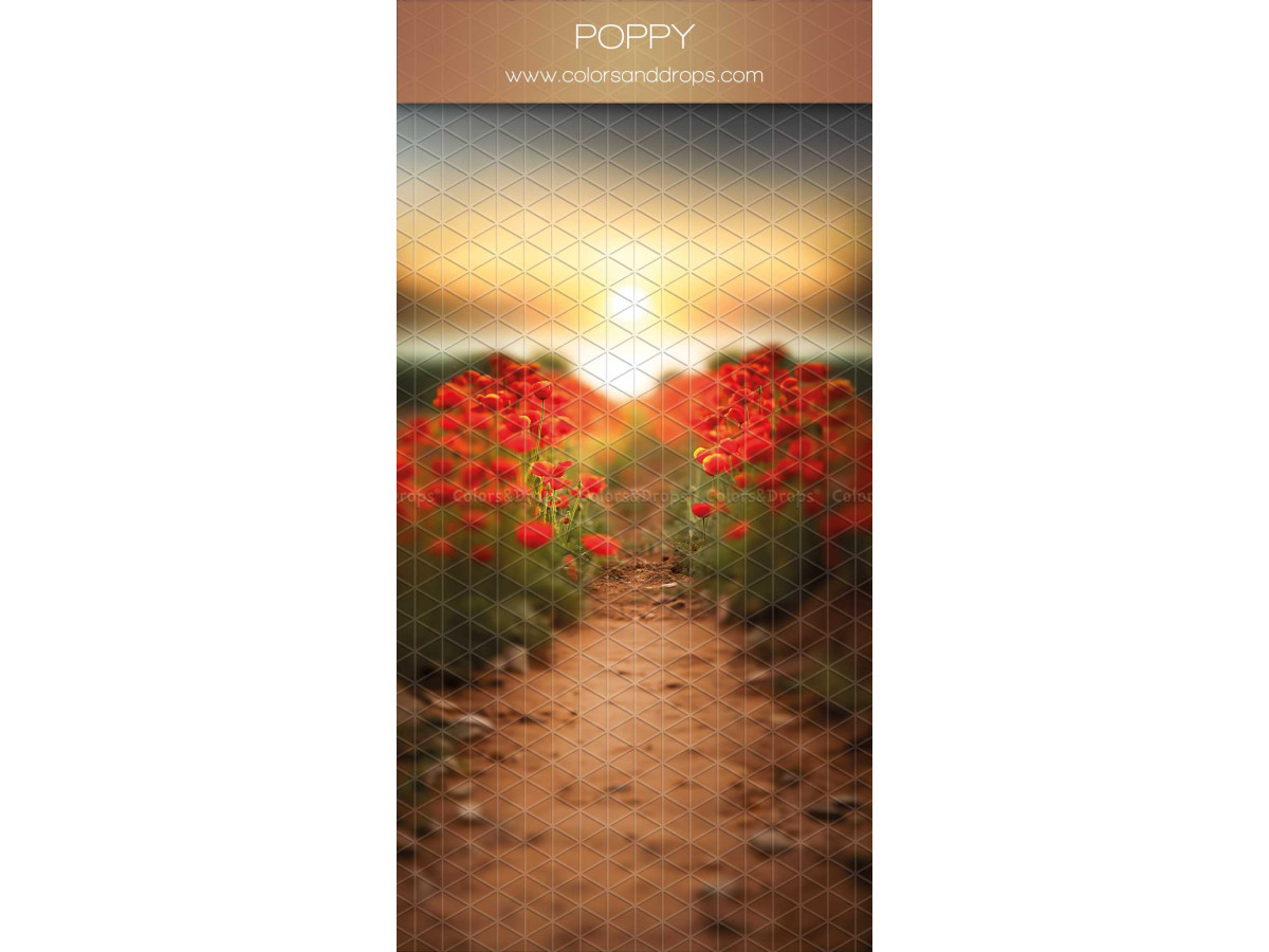 Fond photo infini avec sol Poppy – chemin de terre bordé de coquelicots au soleil couchant | Colors&Drops