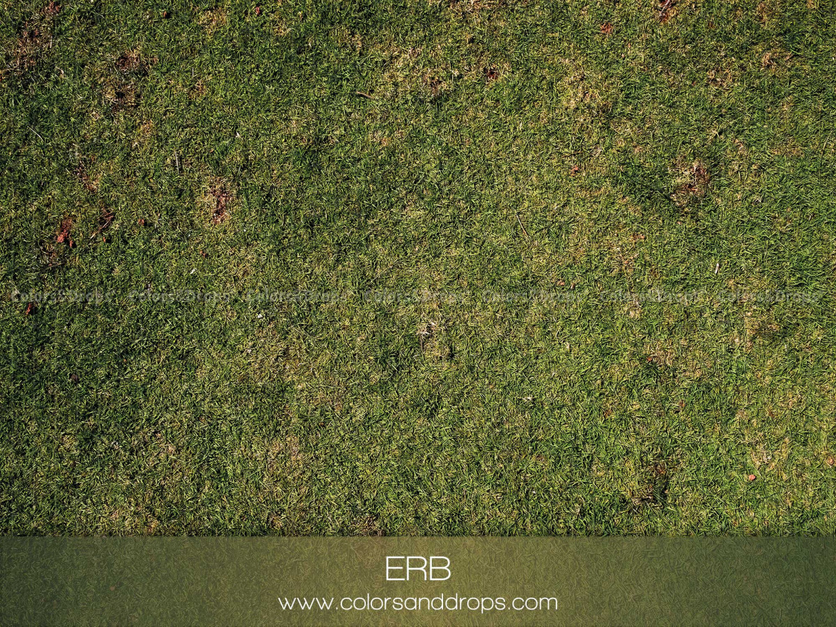 Sol photo Erb – texture d'herbe verte et mousse | Colors&Drops