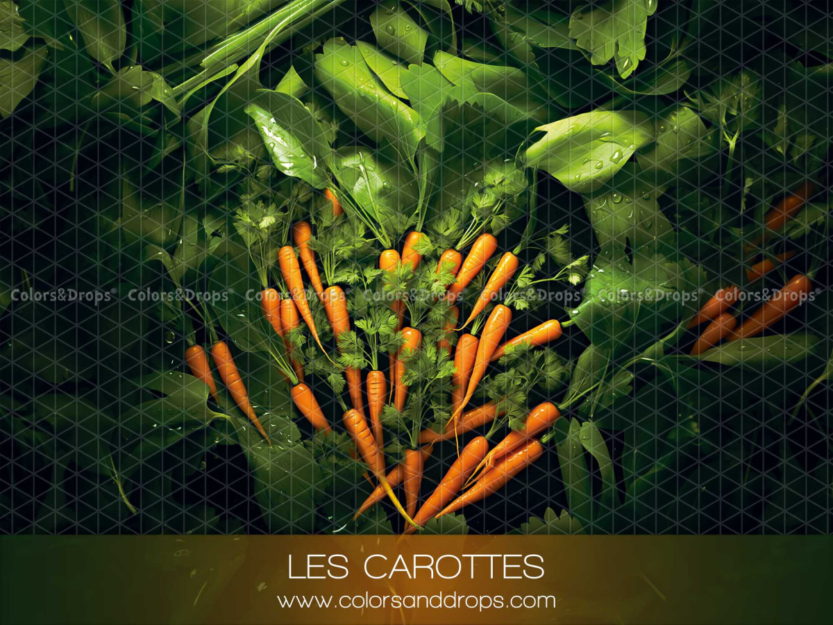 Sol photo Les Carottes – bottes de carottes parmi le feuillage vert | Colors&Drops