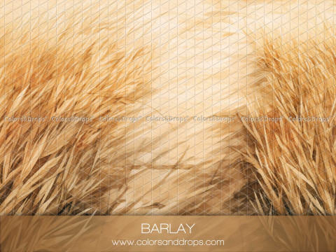Suelo fotográfico Barlay