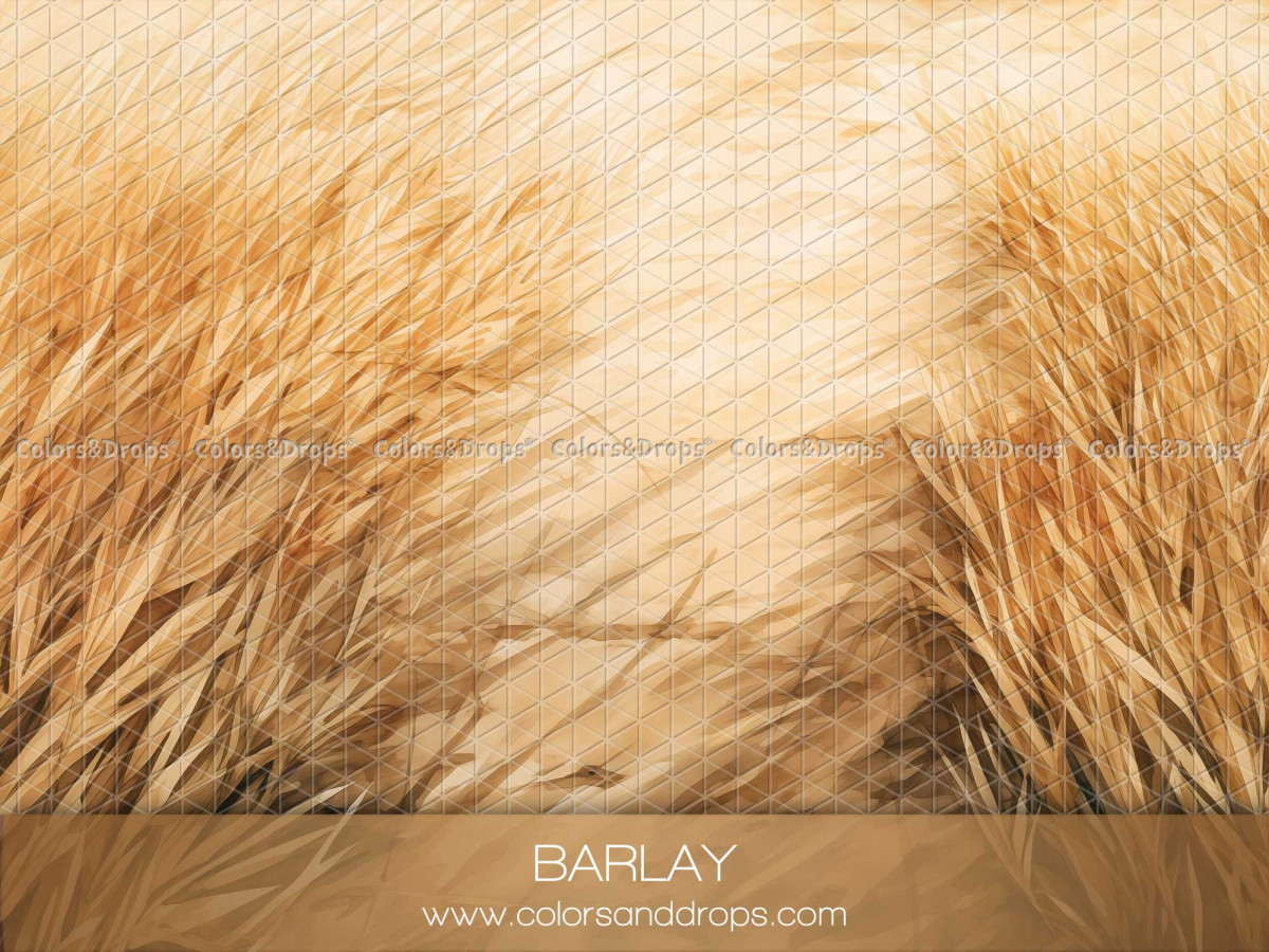 Suelo fotográfico Barlay – textura de espigas de cebada doradas | Colors&Drops
