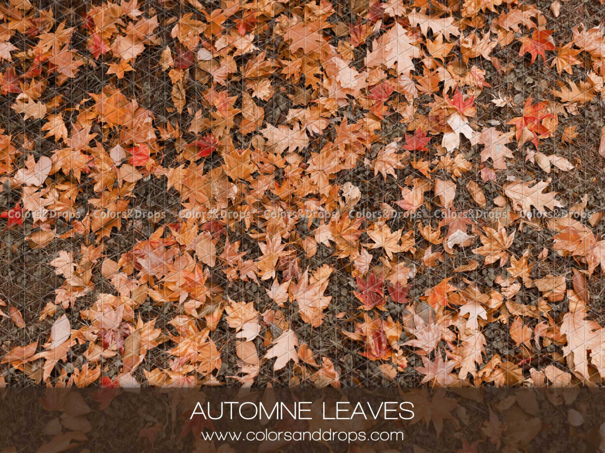 Fondo y suelo fotográficos naranja texturizados Automne Leaves – suelo de hojas secas de otoño | Colors&Drops