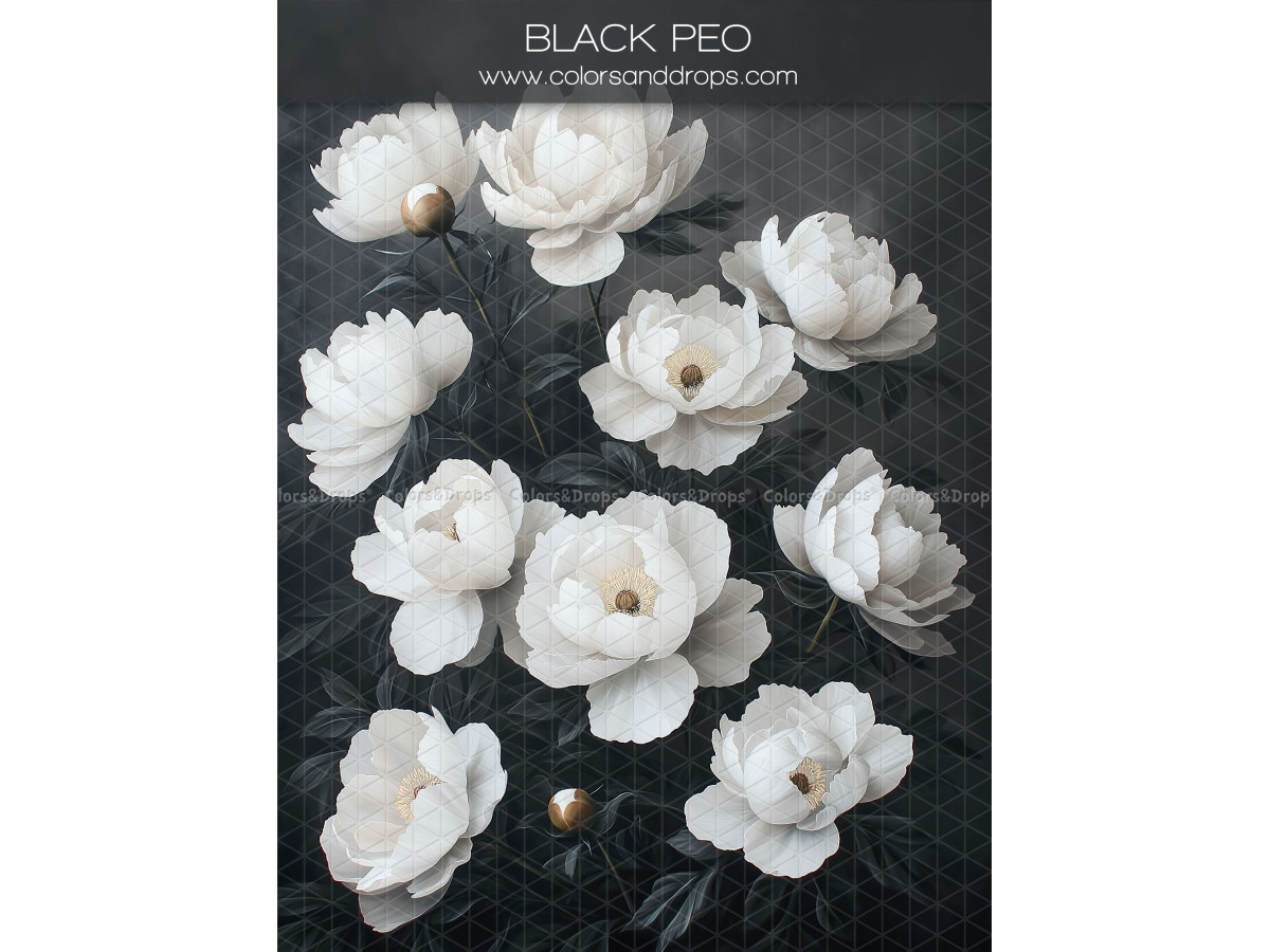 Fond photo grossesse et portrait Black Peo – pivoines blanches sur fond noir | Colors&Drops