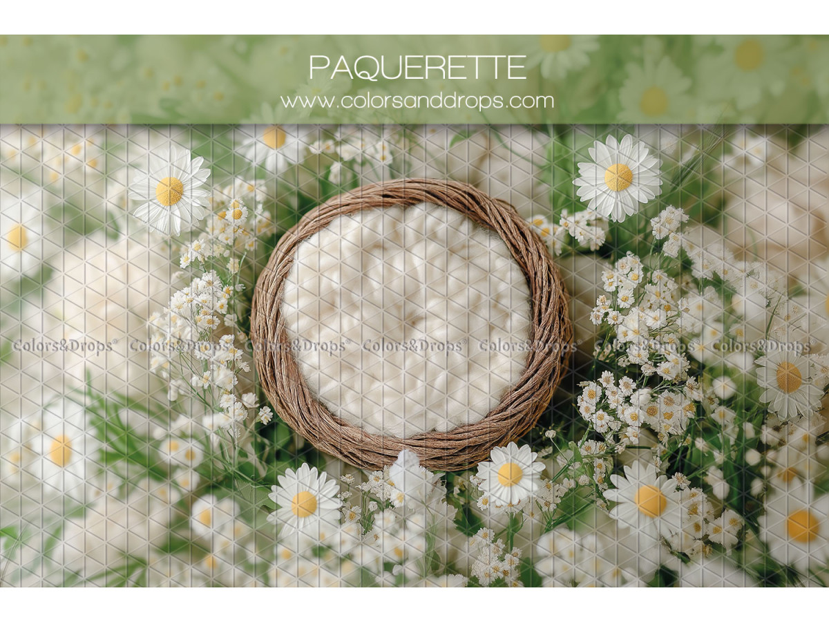 Fond photo nouveau-né Paquerette – nid en osier parmi les pâquerettes | Colors&Drops
