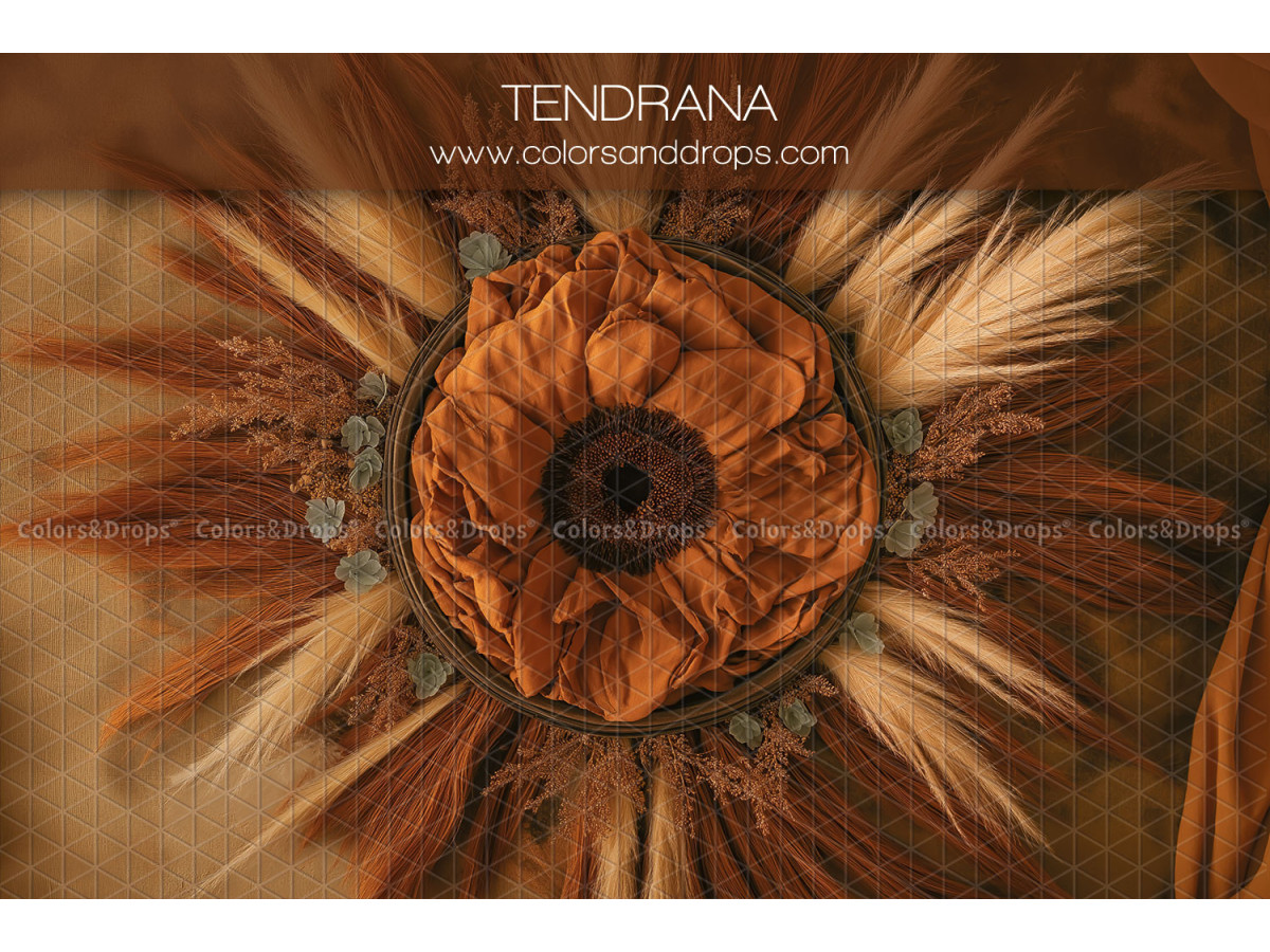 Newborn photo backdrop Tendrana – rust fabric nest surrounded by pampas sunburst | Colors&Drops