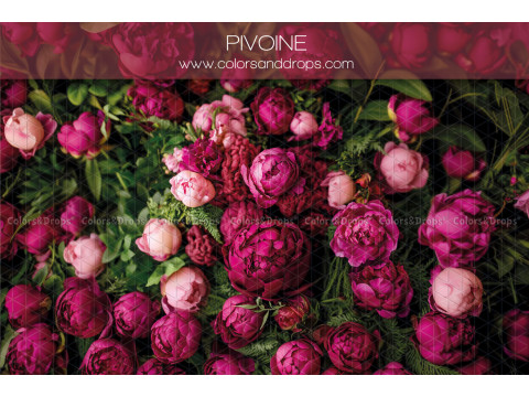 Fondo fotográfico de recién nacido Pivoine – macizo de peonías fucsia y rosas | Colors&Drops